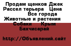 Продам щенков Джек Рассел терьера › Цена ­ 25 000 - Все города Животные и растения » Собаки   . Крым,Бахчисарай